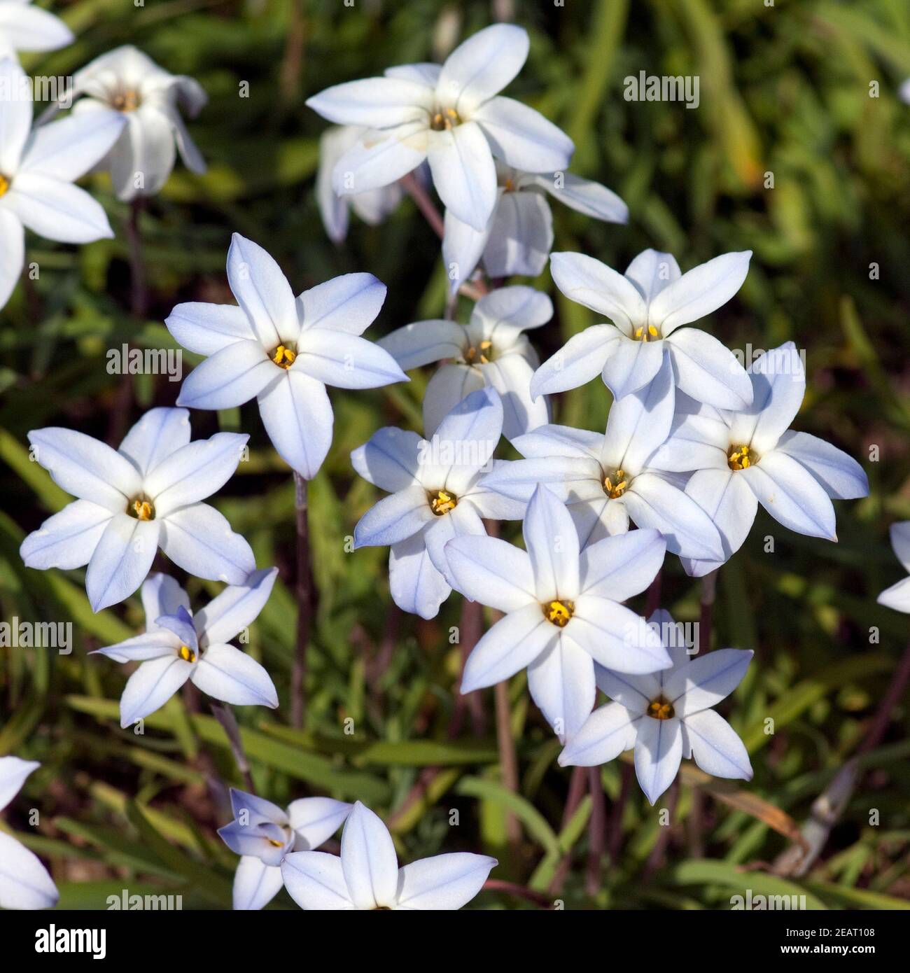 Fruehlingssternblume, Ipheion uniflorum Stock Photo