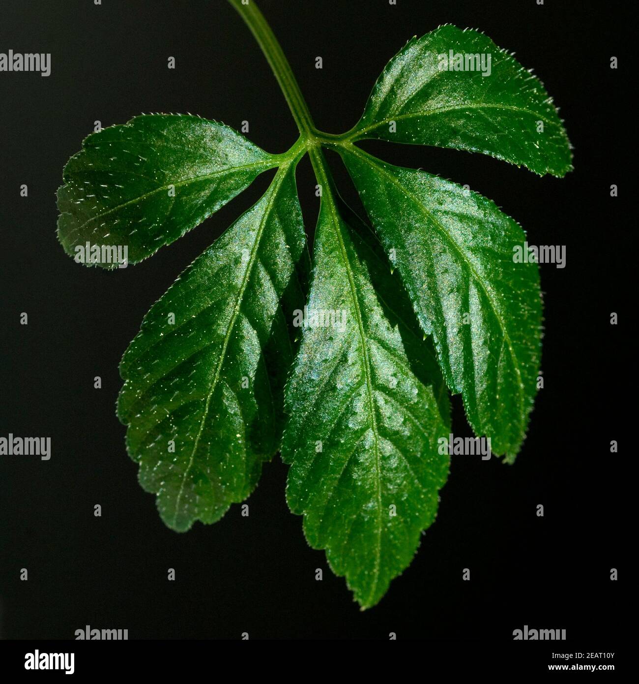 Jiaogulan, Unsterblichkeitskraut, Gynostemma pentaphyllum Stock Photo