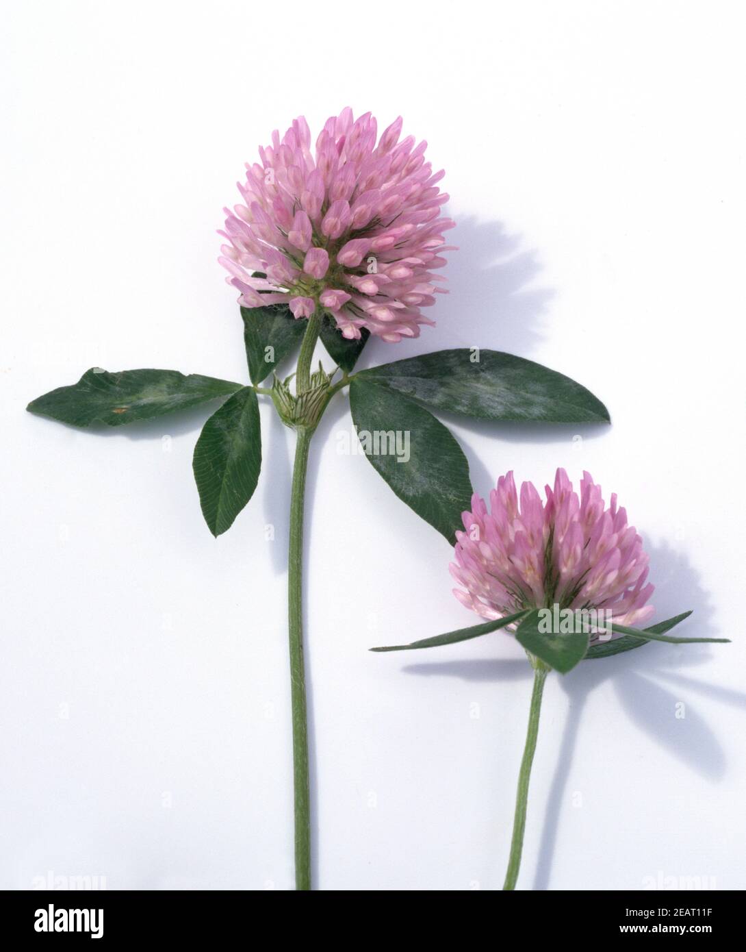 Rotklee  Trifolium pratense Stock Photo