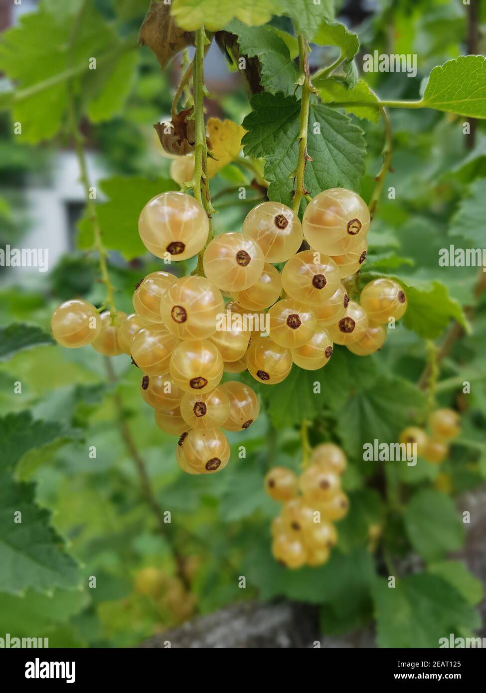gelbe, weisse, Johannisbeeren Ribes, rubrum Stock Photo Alamy