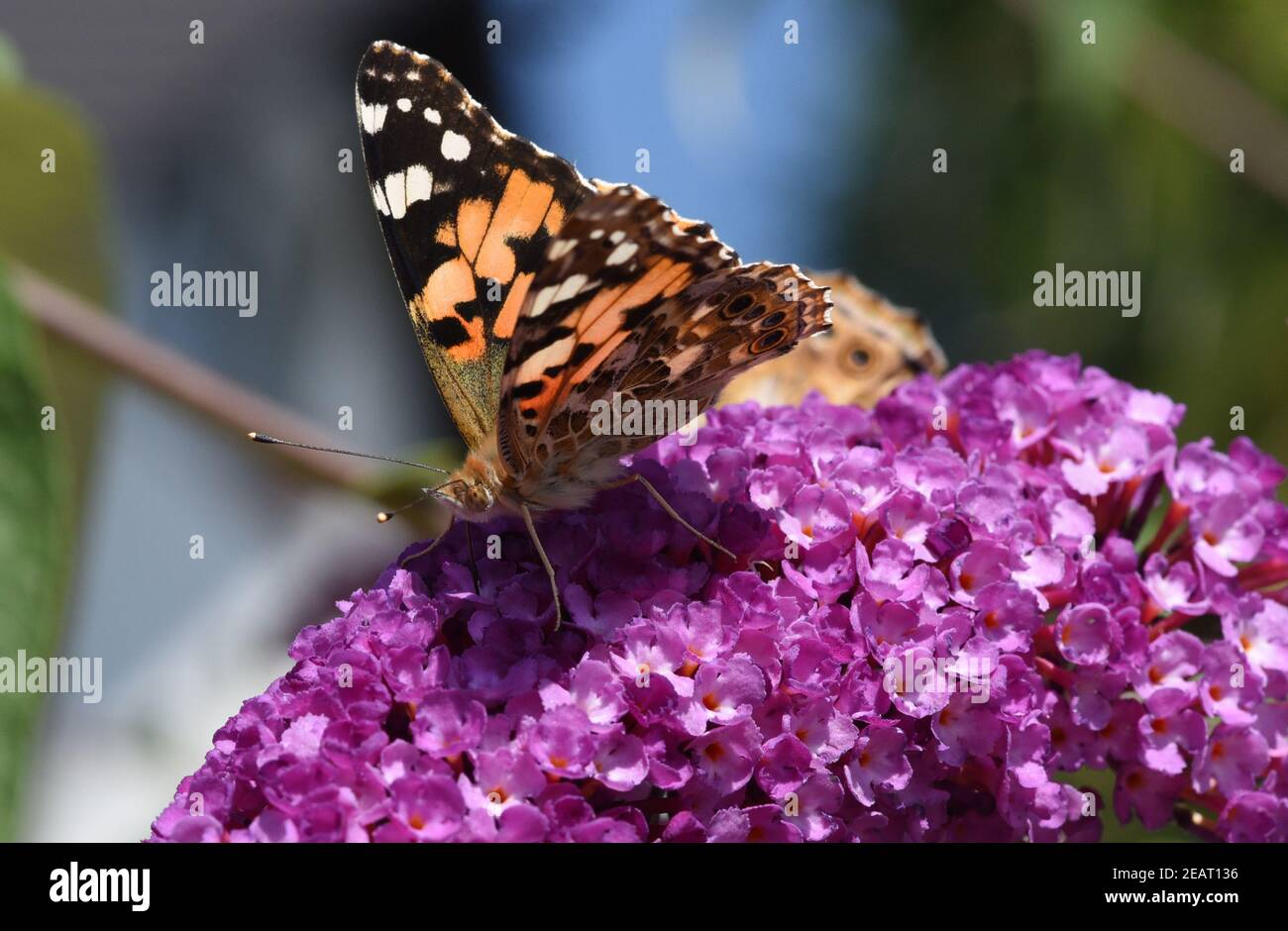 Distelfalter, Cynthia, cardui, Schmetterlingsstrauch Stock Photo