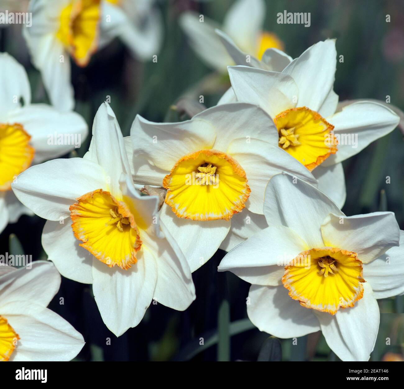 Unvergleichliche  Narzisse  Narcissus x incomparabilis Stock Photo