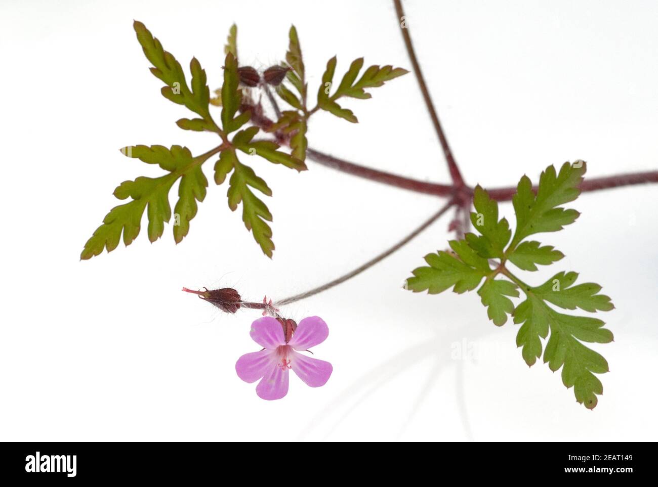 Ruprechtskraut, Geranium robertianum Stock Photo