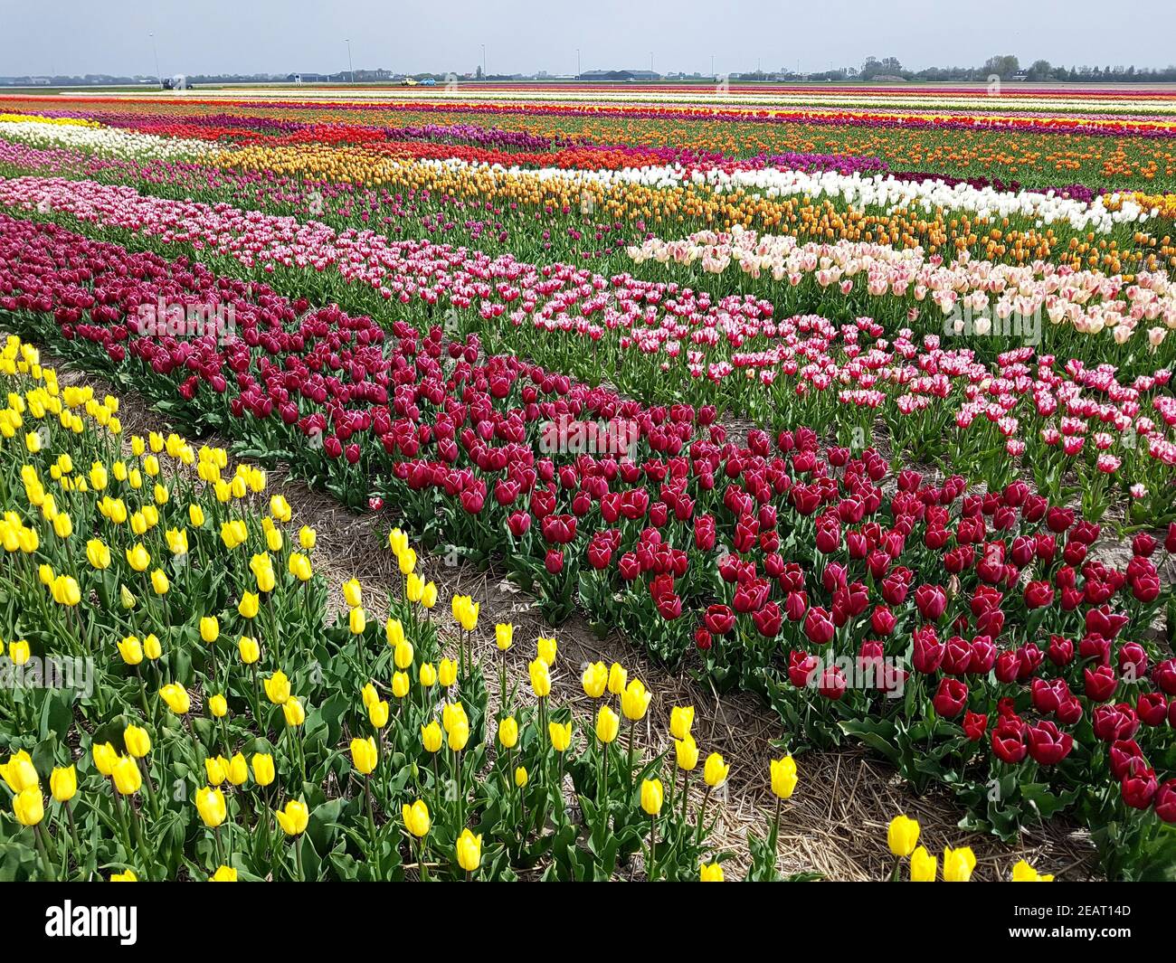 Tulpenfelder, Julianadorp, Nordholland Stock Photo