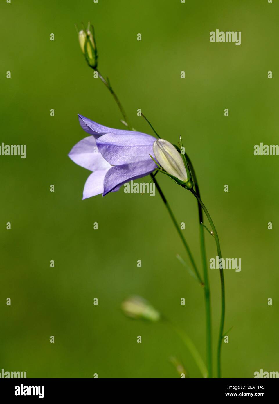 Rundblaettrige  Glockenblume  Campanula  rotundifolia Stock Photo