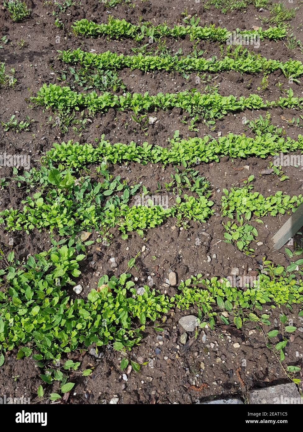 Saatreihen, Saat, Aussaat, aussaehen, Gartenkresse  Lepidium Sativum Stock Photo
