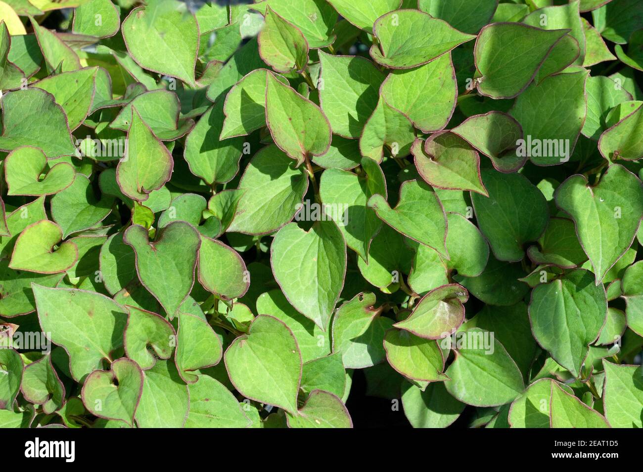 Vap ca houttuynia cordata hi-res stock photography and images