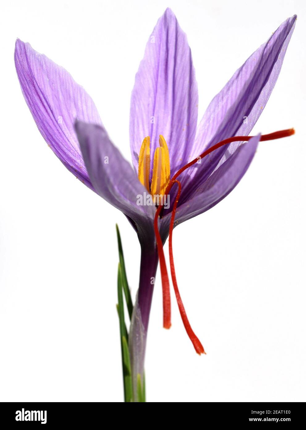 Safran, Crocus sativus, Heilpflanze Stock Photo