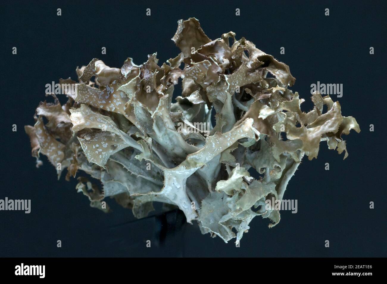 Islaendisches Moos, Cetraria islandica Stock Photo - Alamy
