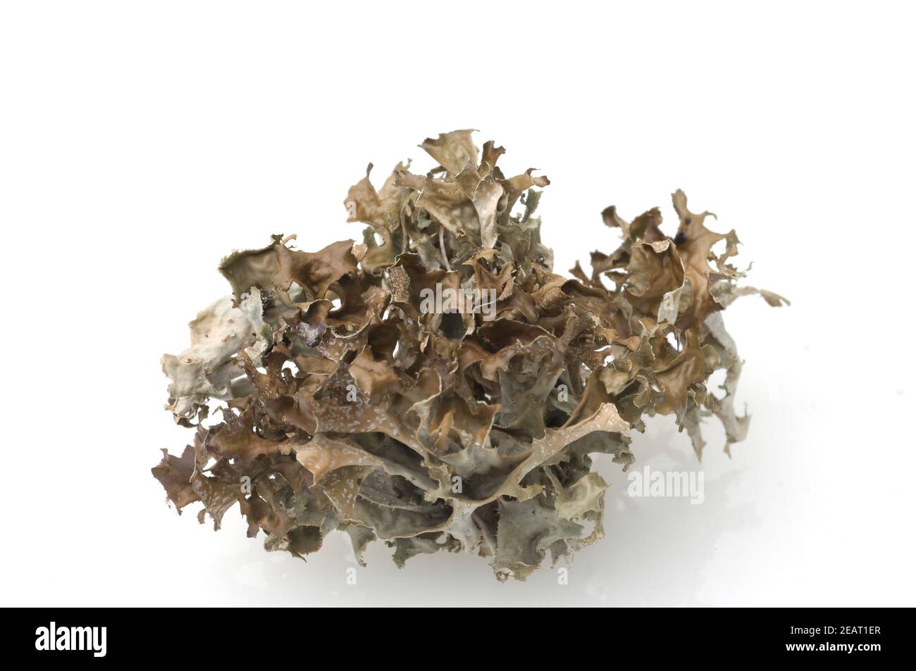 Islaendisches Moos, Cetraria islandica Stock Photo - Alamy