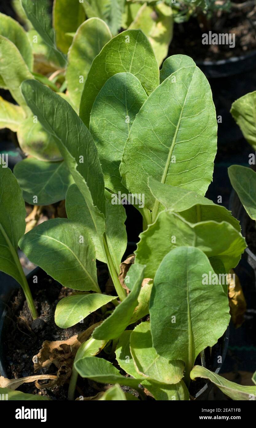 Jaborosa integrifolia Stock Photo