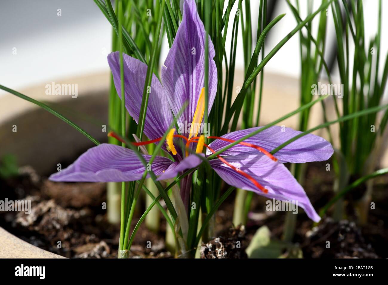 Safran, Crocus sativus, Heilpflanze Stock Photo