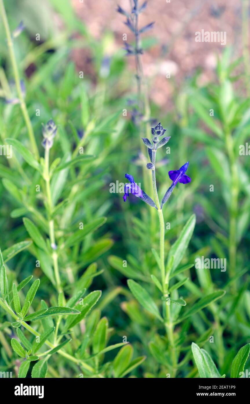 Salbei, Salvia coahuilensis Stock Photo