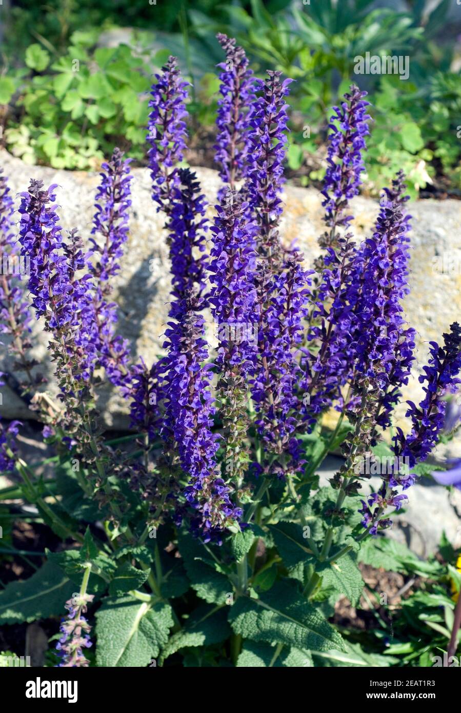 SteppenSalbei, Salvia nemorosa Stock Photo Alamy