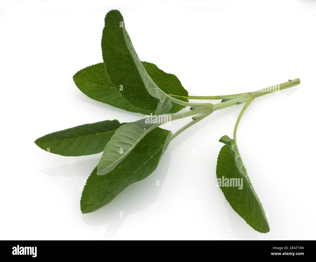 Salbei, Salvia officinalis, Blaetter Stock Photo