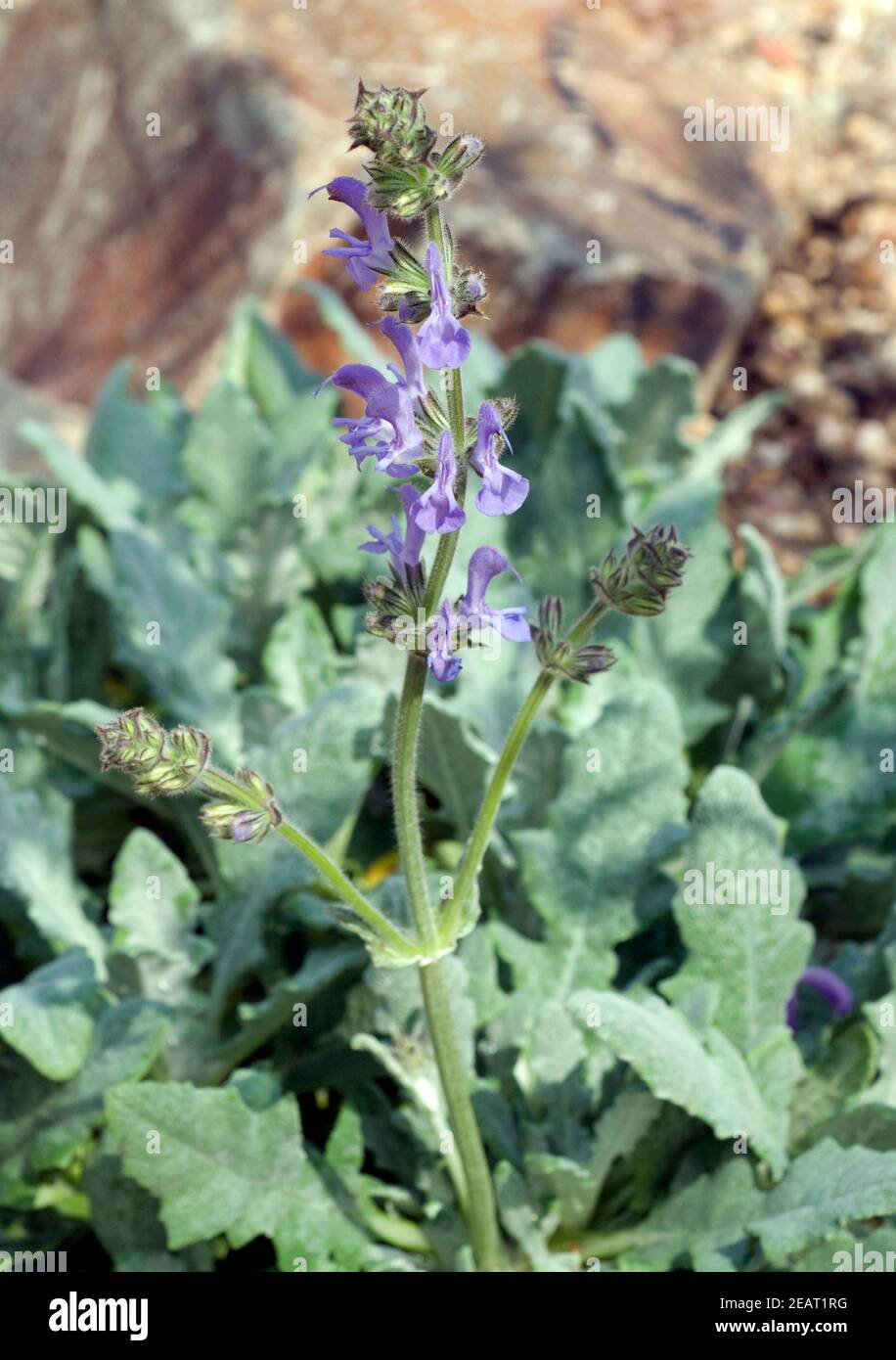 Salbei, Salvia daghestanica Stock Photo