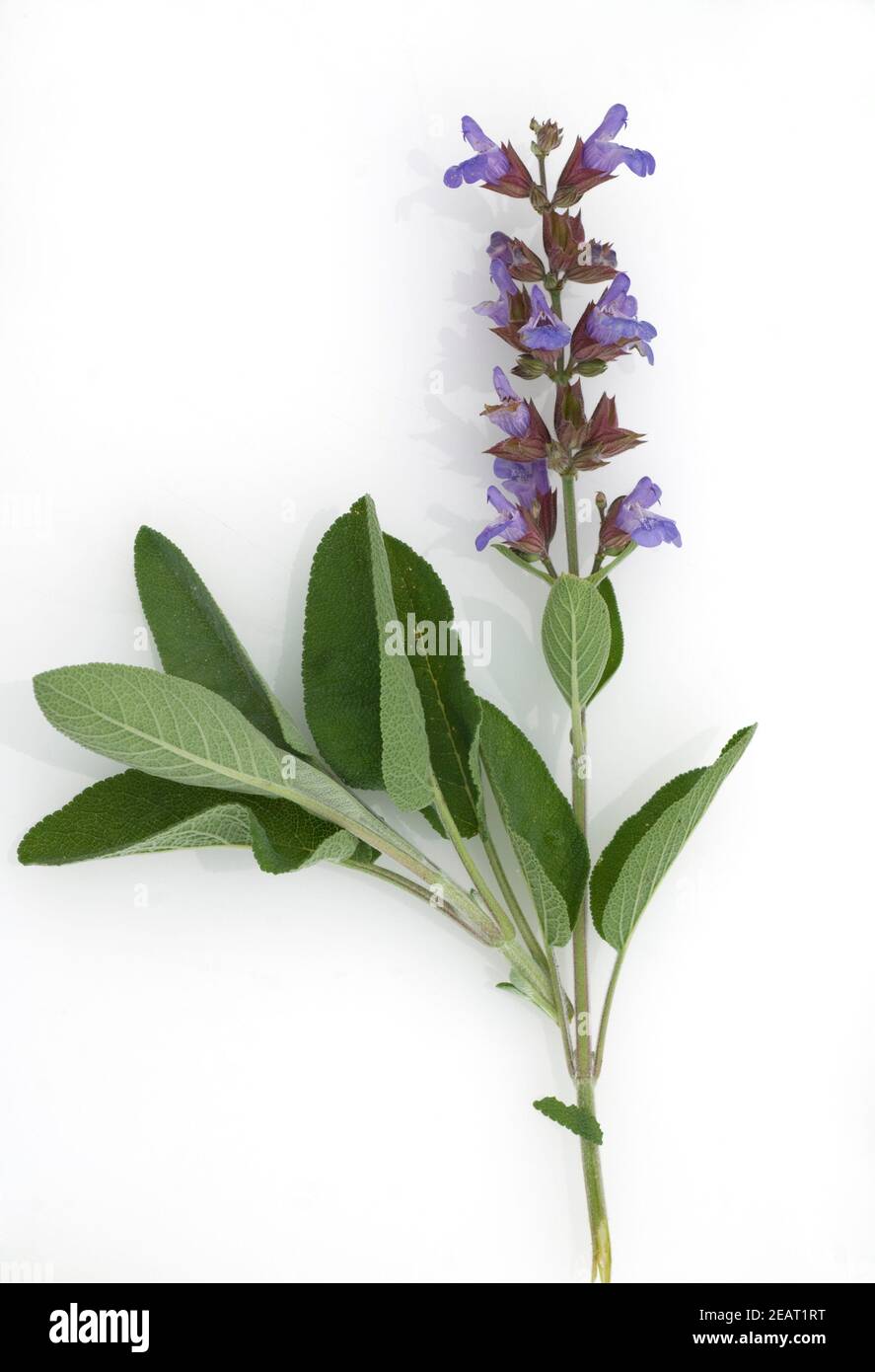 Salbei, Salvia officinalis Stock Photo