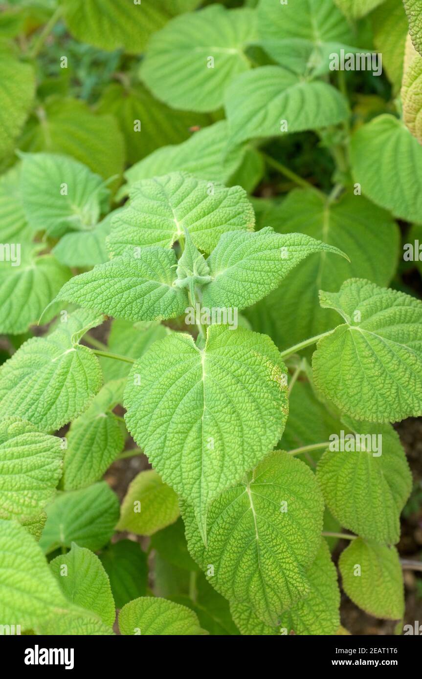 Salbei, Salvia gravita Stock Photo