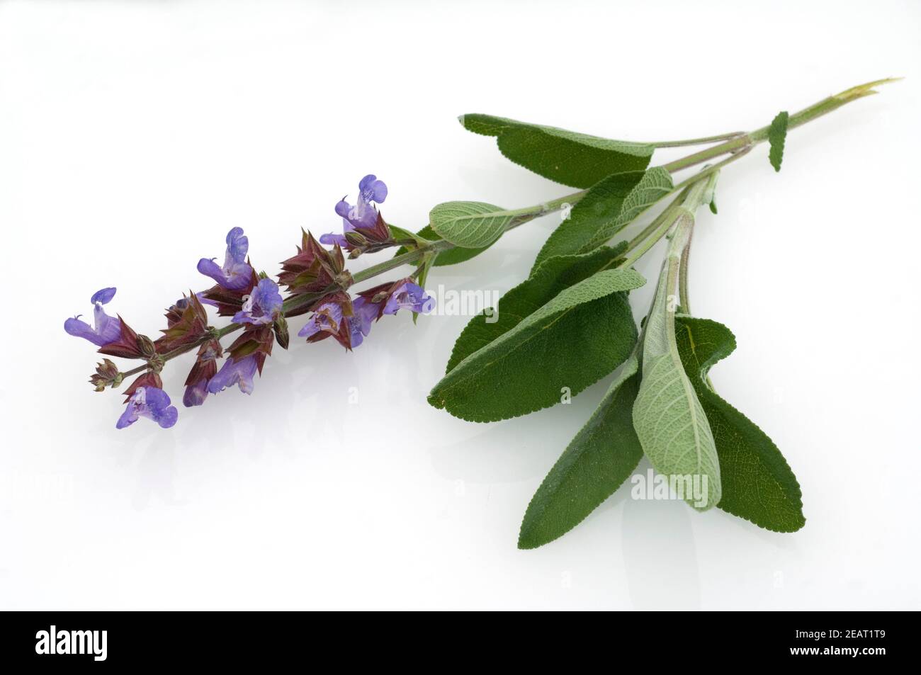 Salbei, Salvia officinalis Stock Photo