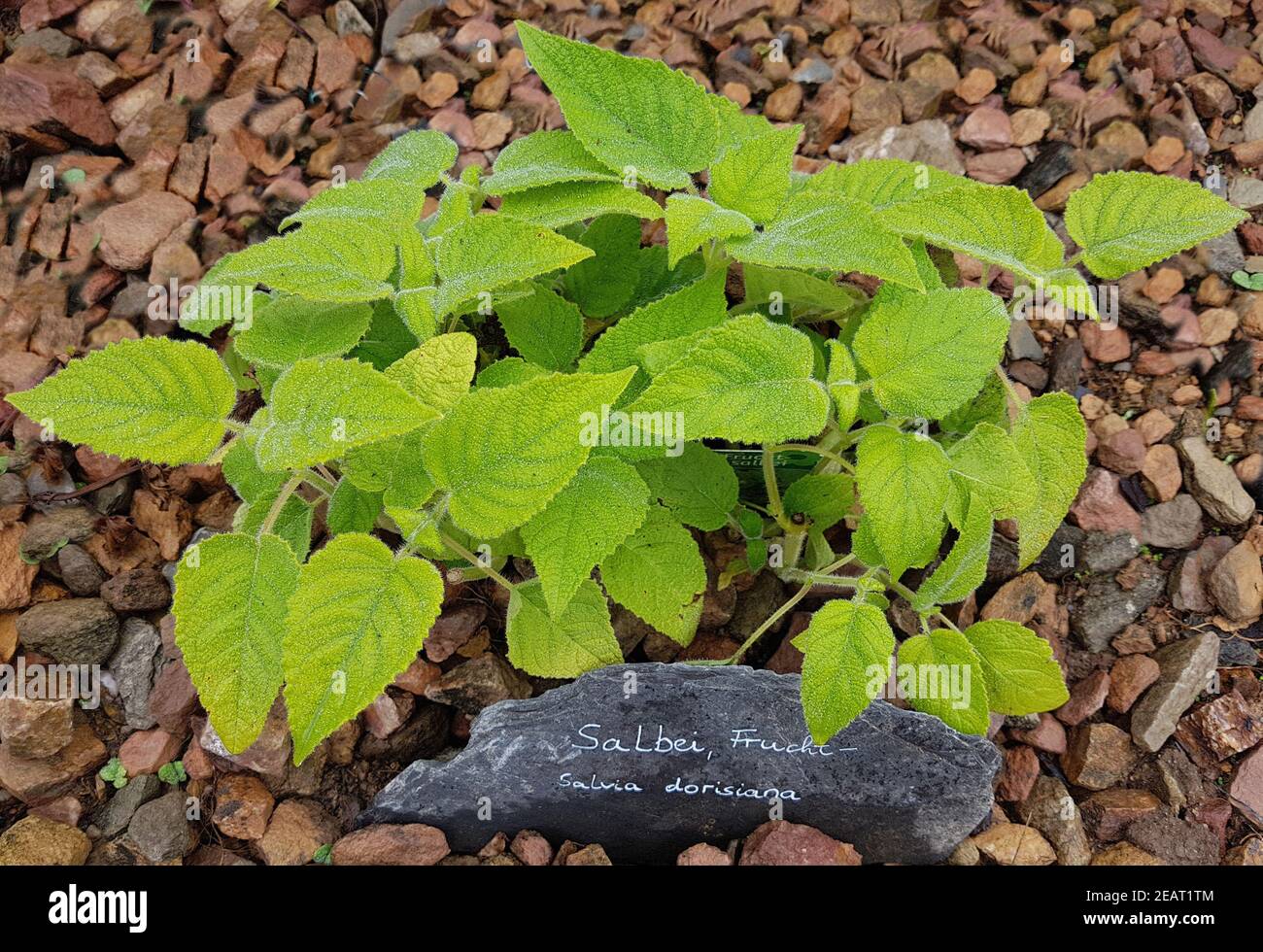 Salbei, Frucht-, Salvia dorisiana Stock Photo