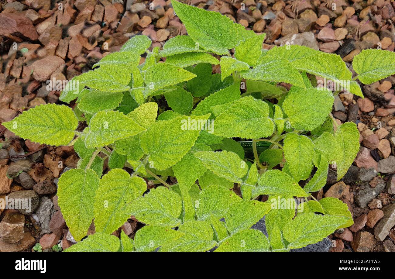 Salbei, Frucht-, Salvia dorisiana Stock Photo