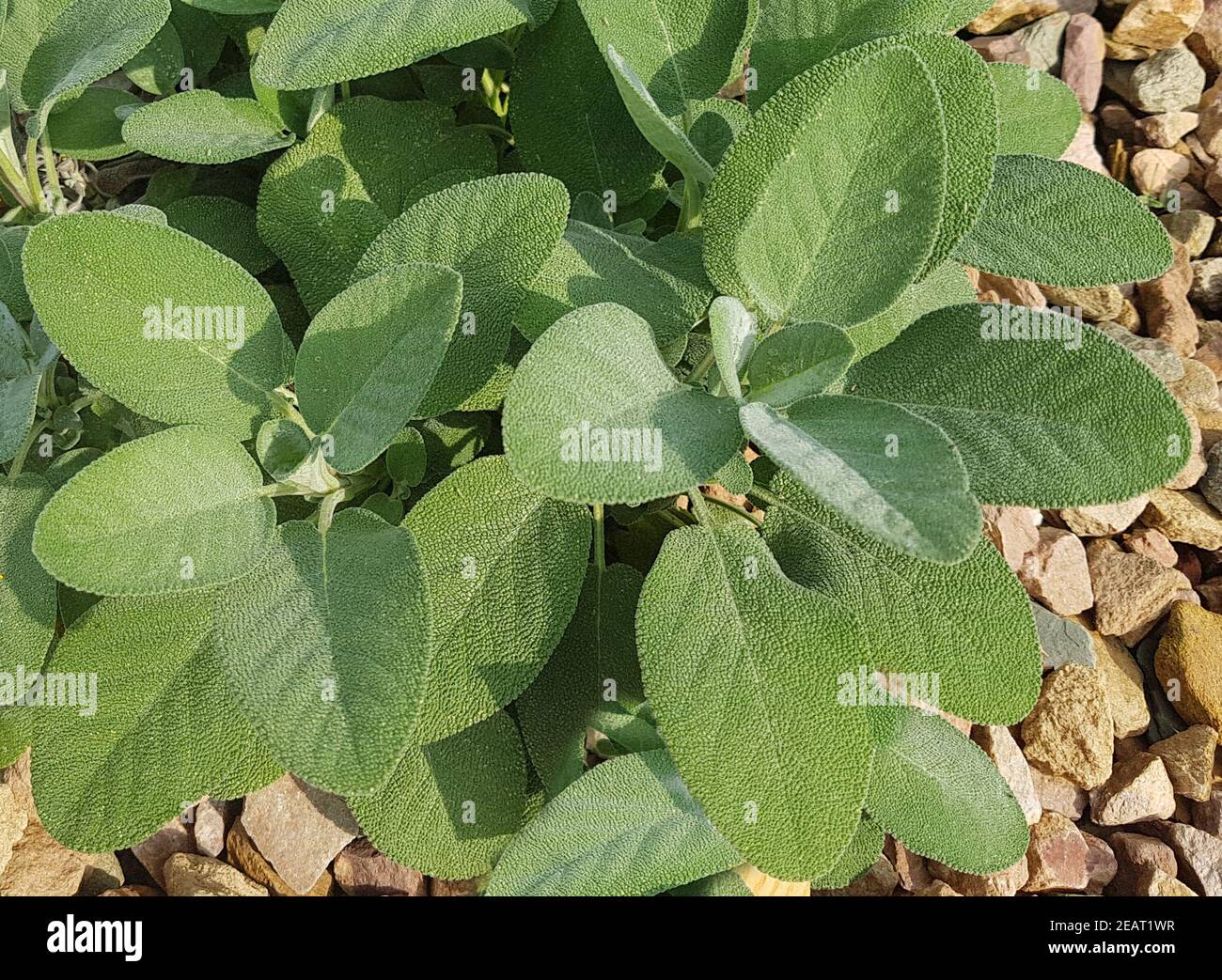 Salbei, Salvia officinalis, breitblaettrig, Culinaria, Kraeuter, Heilpflanze Stock Photo
