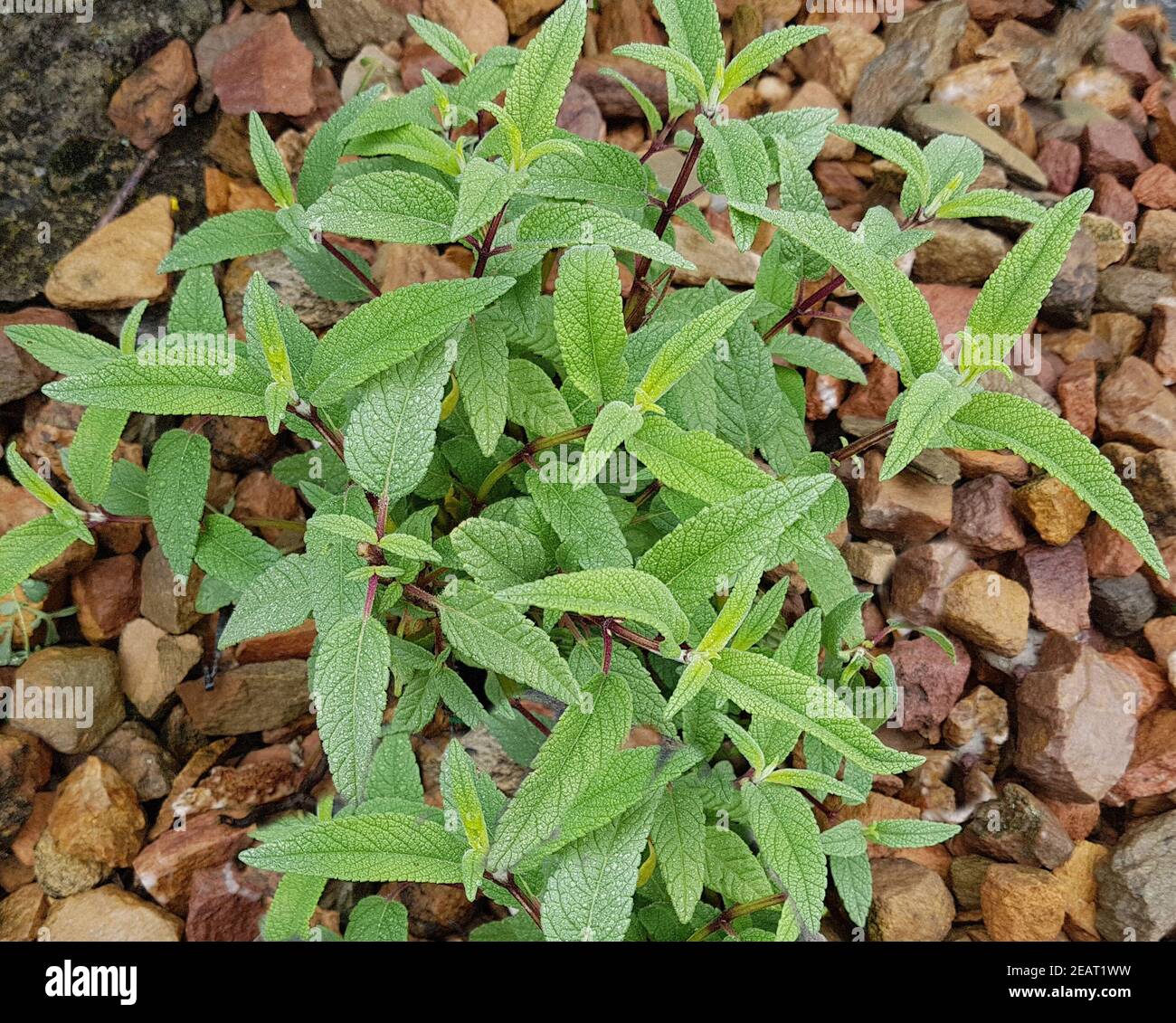 Salbei, Samt-, Salvia leucanhe Stock Photo