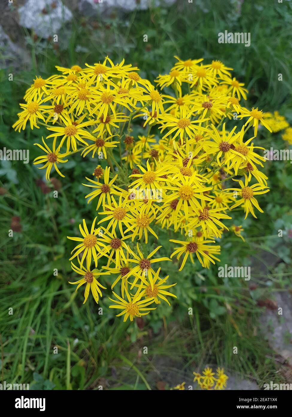 Jakobskreuzkraut  Kreuzkraut  Senecio  jacobeae Stock Photo