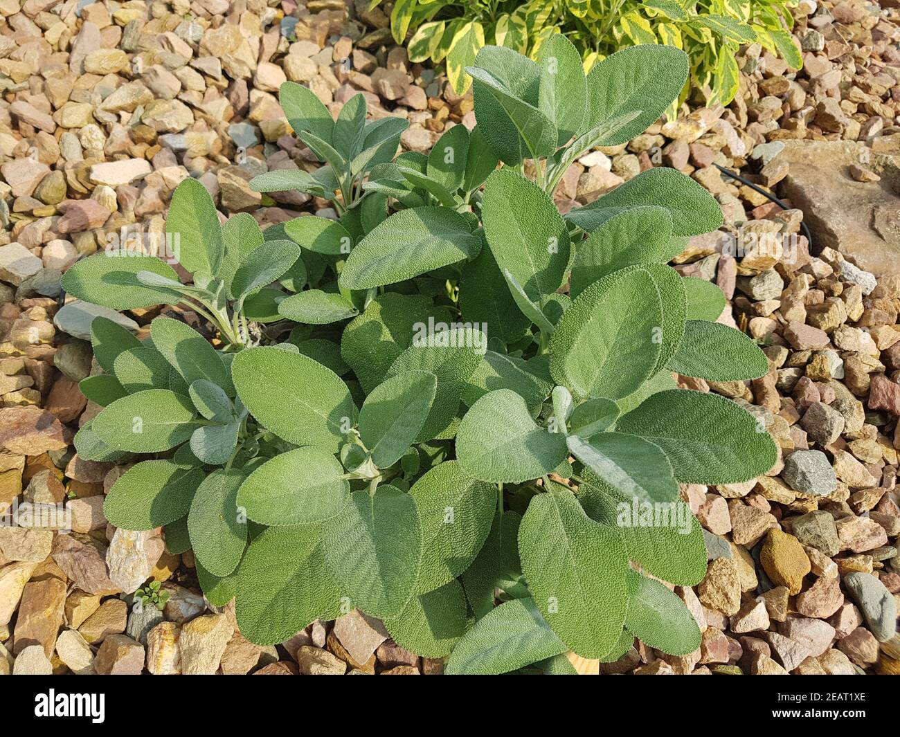 Salbei, Salvia officinalis, breitblaettrig, Culinaria, Kraeuter, Heilpflanze Stock Photo