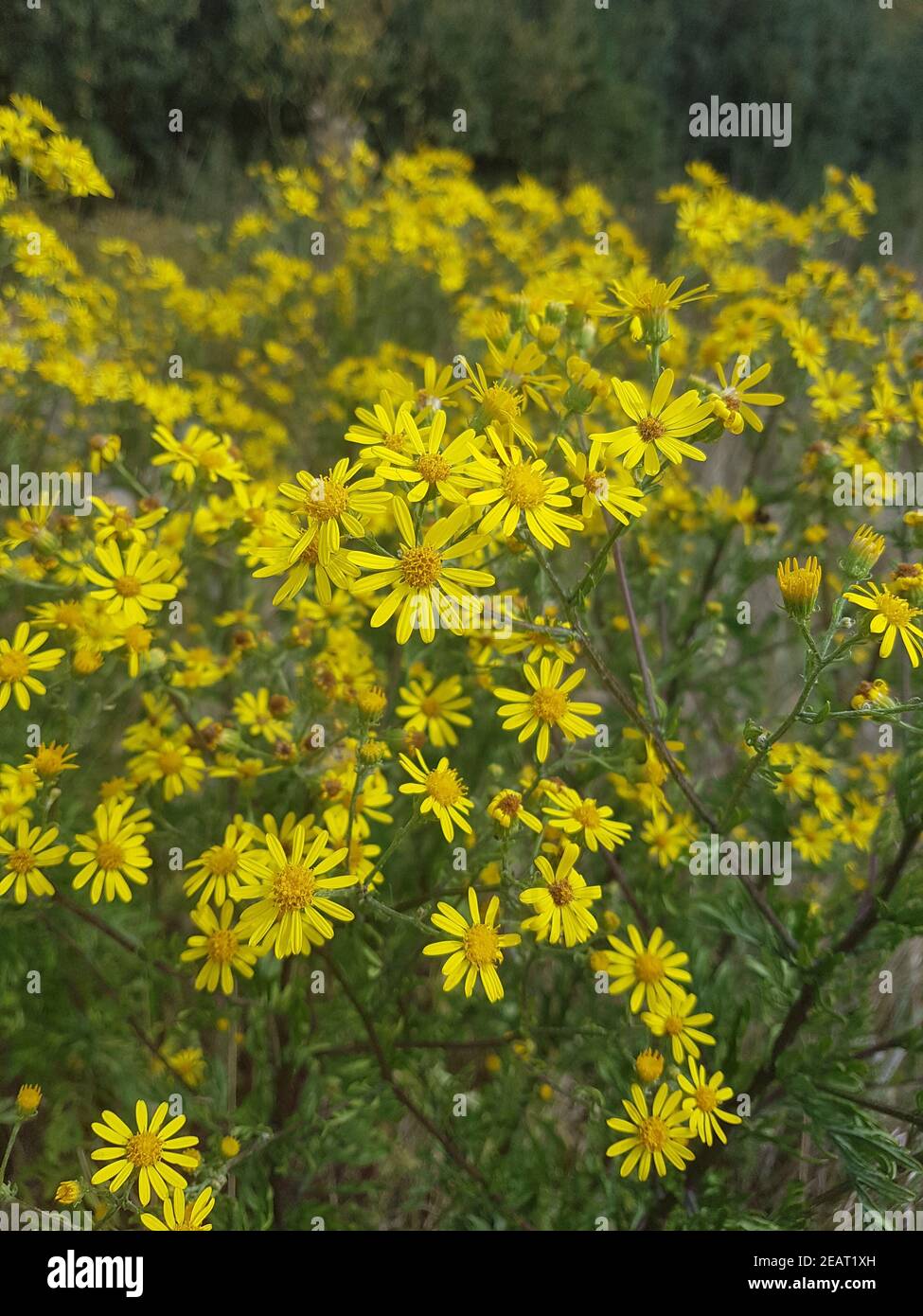 Jakobskreuzkraut  Kreuzkraut  Senecio  jacobeae Stock Photo