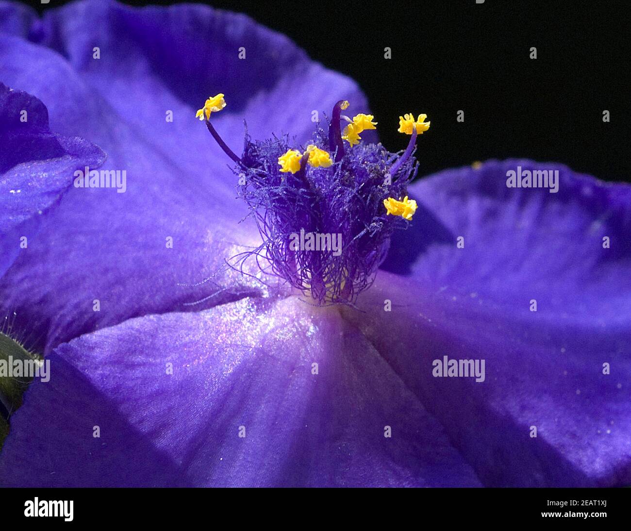 Dreimasterblume, Tradescantia Stock Photo