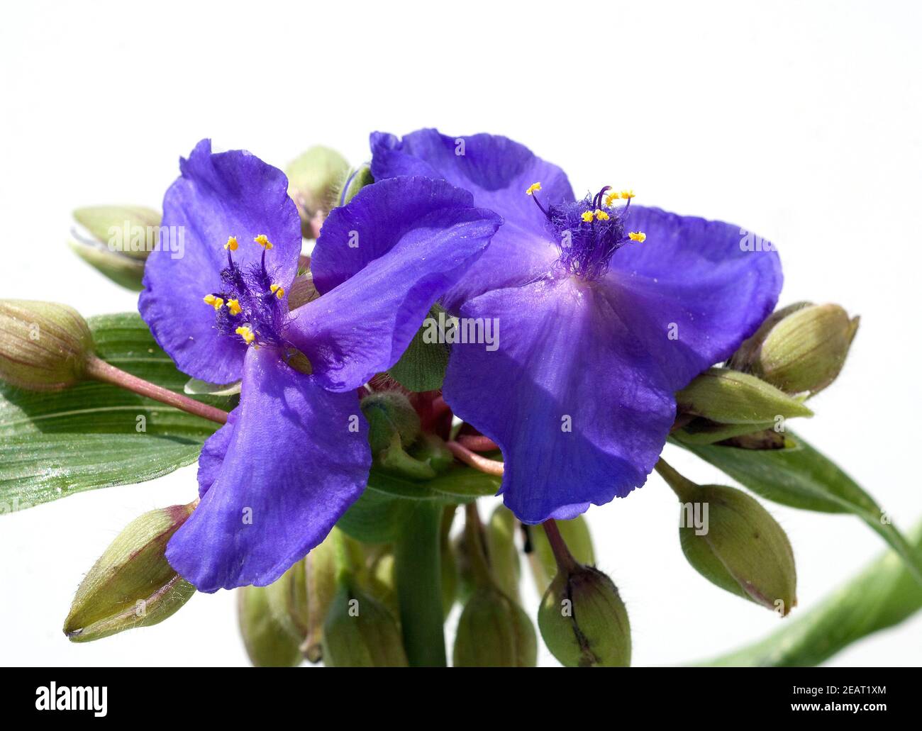 Dreimasterblume, Tradescantia Stock Photo