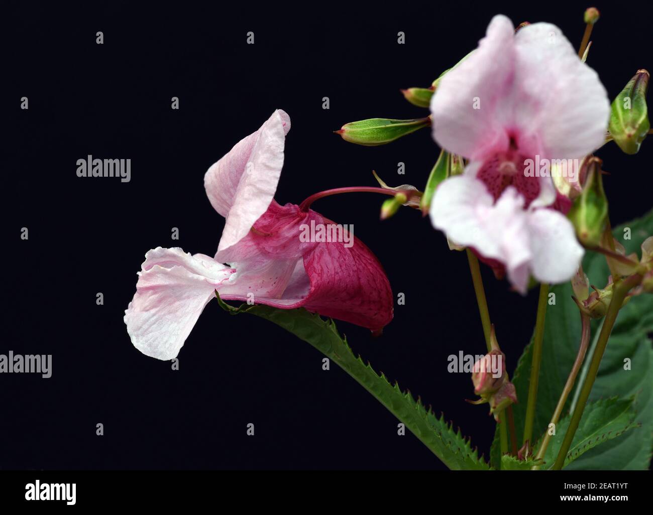 Druesiges Springkraut, Impatiens, glandulifera Stock Photo