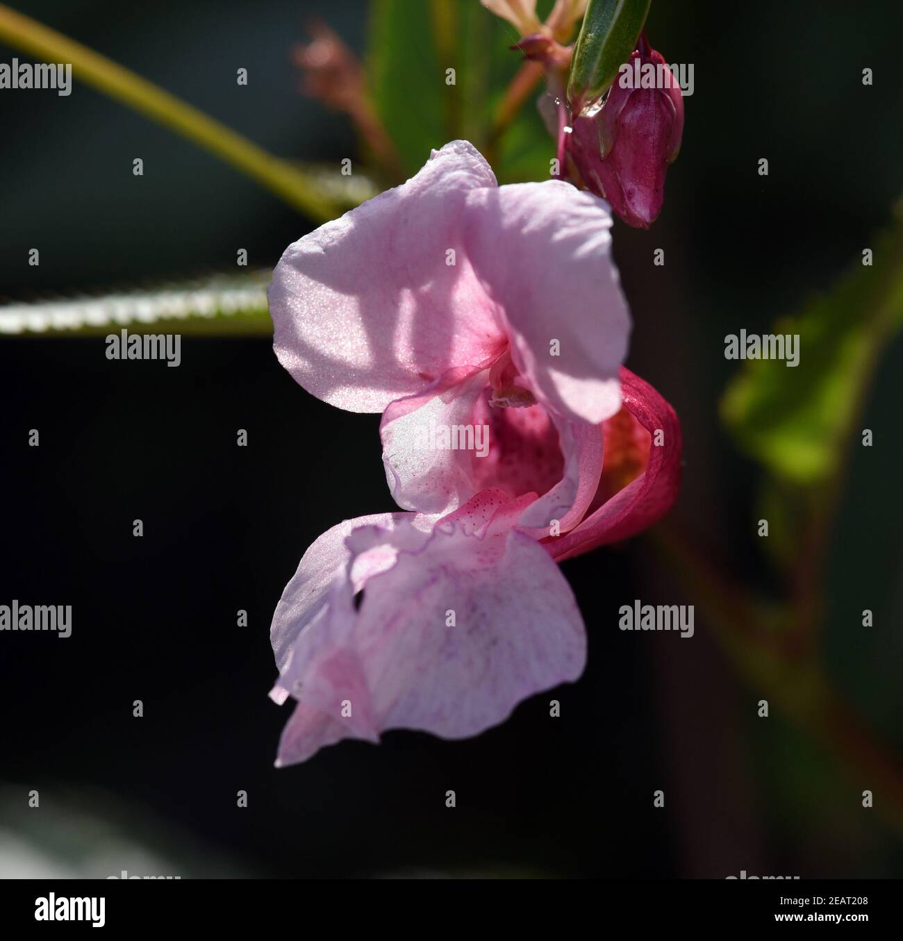 Druesiges Springkraut, Impatiens, glandulifera, Holly, Bachbluete Stock Photo
