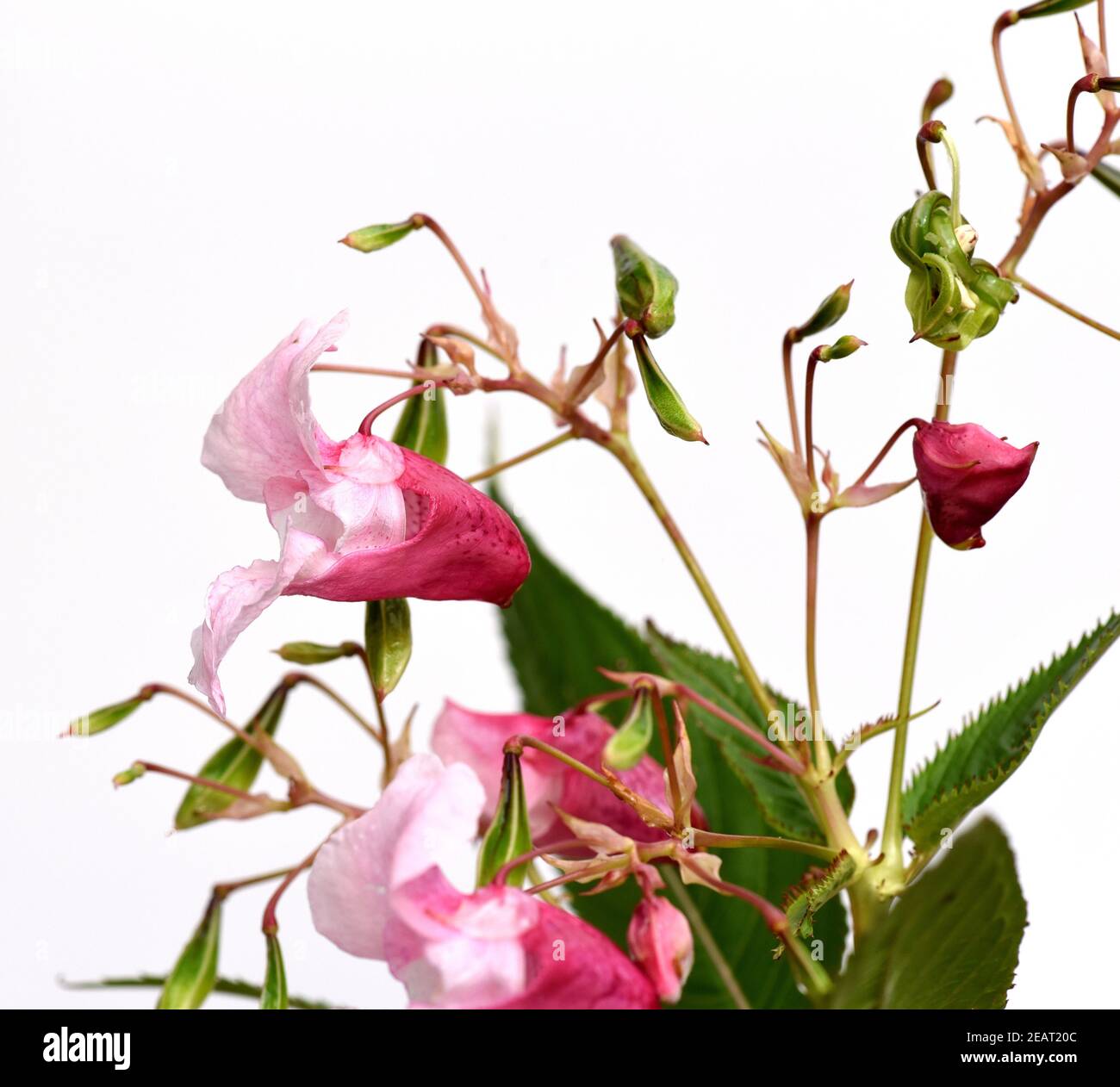 Druesiges Springkraut, Impatiens, glandulifera Stock Photo