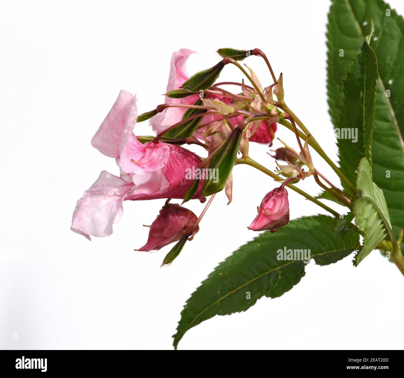 Druesiges Springkraut, Impatiens, glandulifera Stock Photo