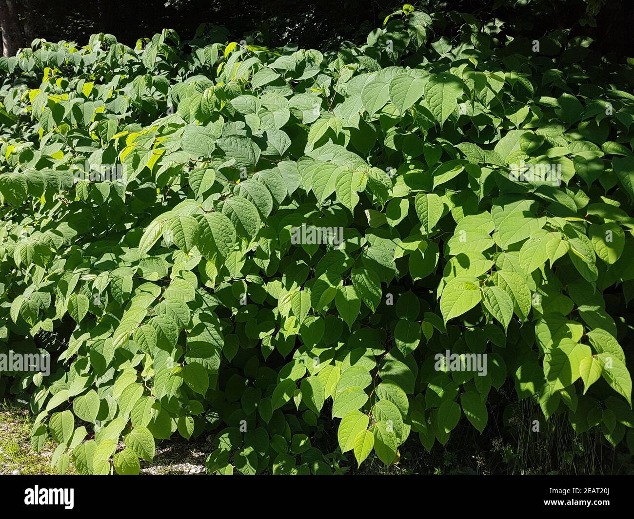 Japanischer, Knoeterich, Fallopia, japonica Stock Photo