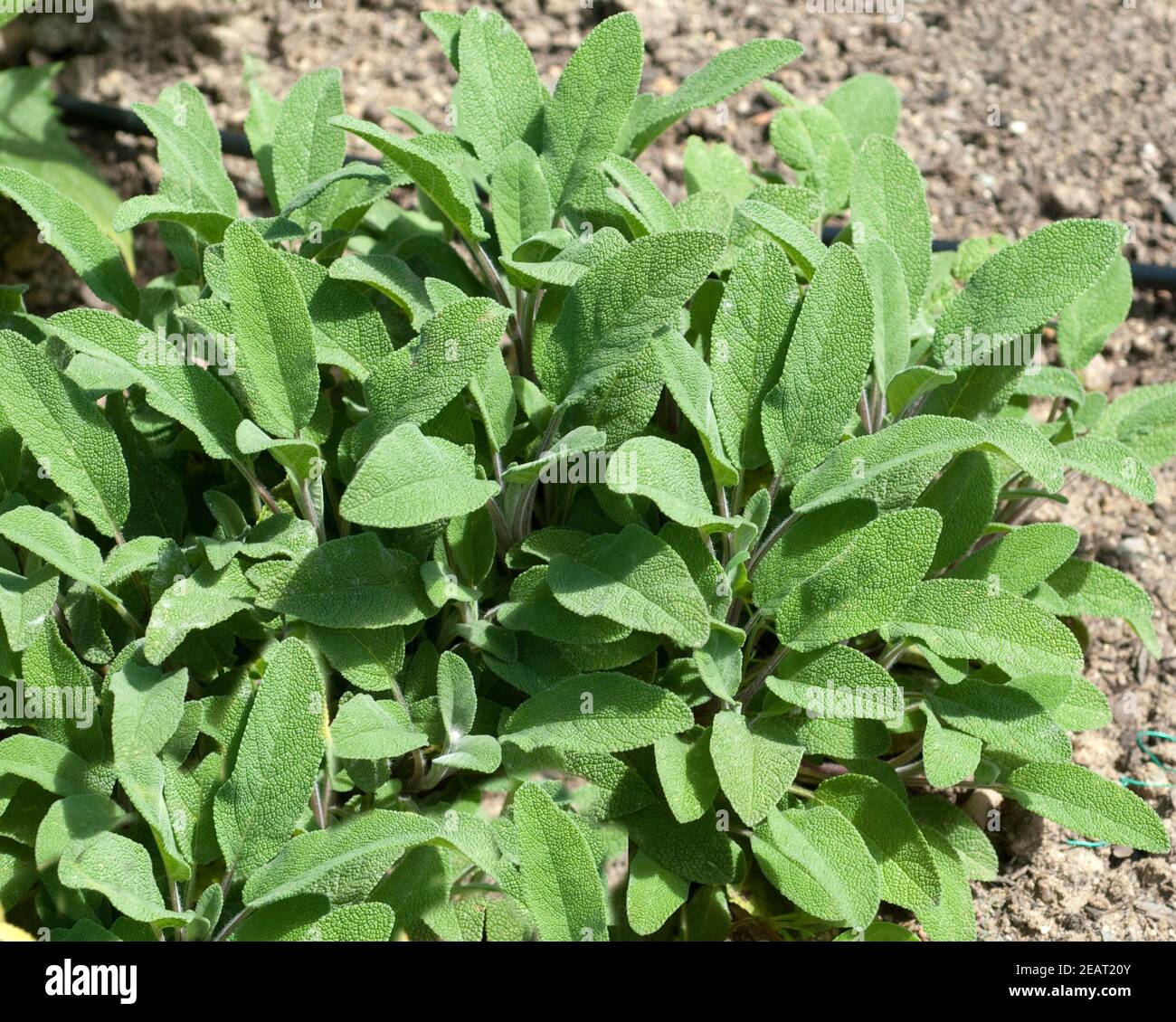 Salbei; Salvia, officinalis; Salbeipflanze; Stock Photo