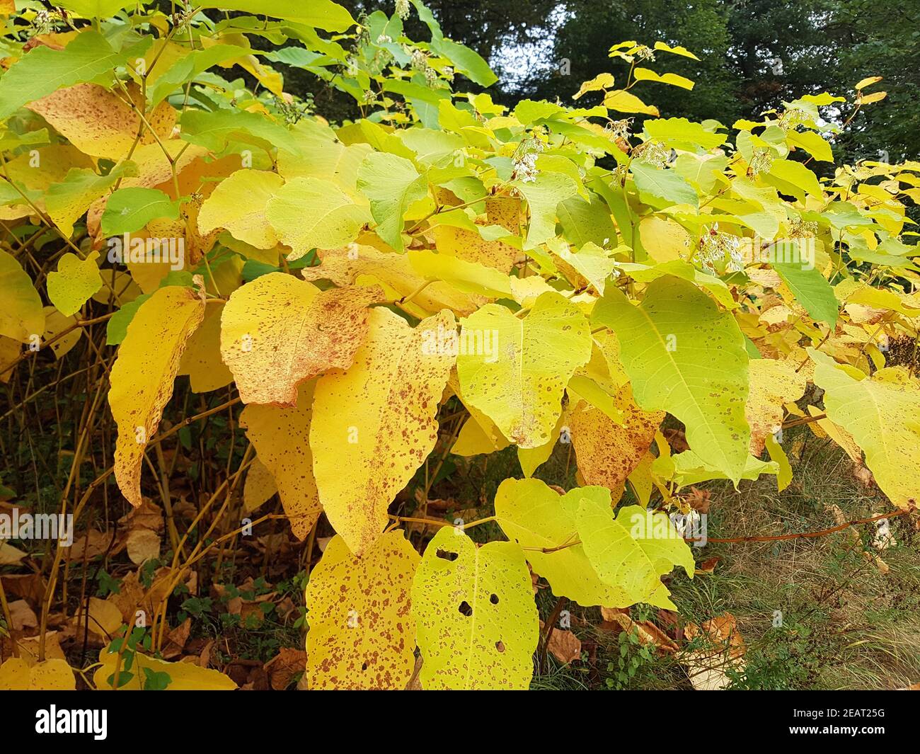 Japanischer, Knoeterich, Fallopia, japonica, Herbst Stock Photo