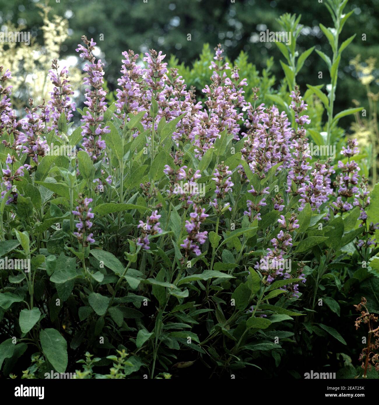 Salbei  Salvia officinalis Stock Photo