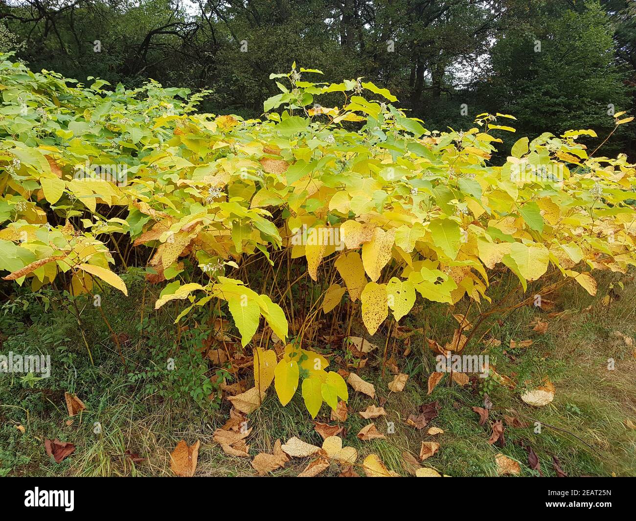 Japanischer, Knoeterich, Fallopia, japonica, Herbst Stock Photo