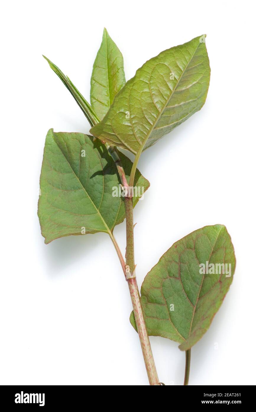 Japanischer, Staudenknoeterich, Fluegelkn Stock Photo