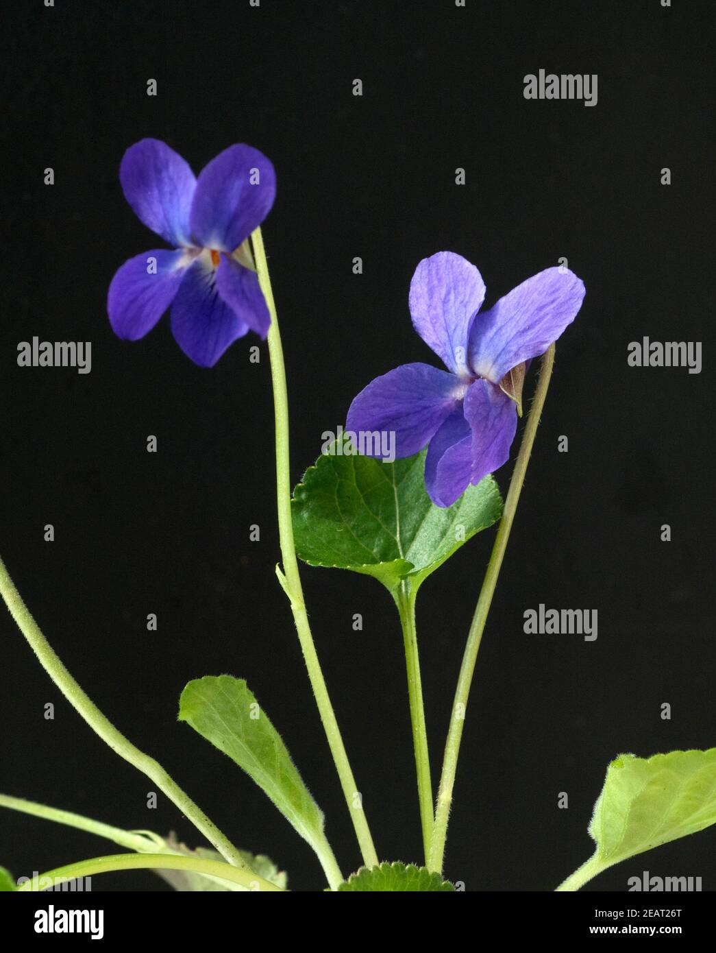 Duftveilchen, Viola odorata Stock Photo