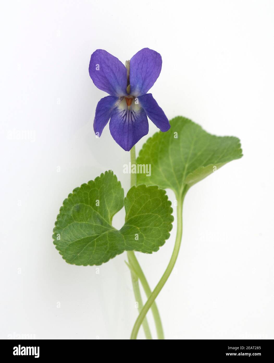 Duftveilchen, Viola odorata Stock Photo