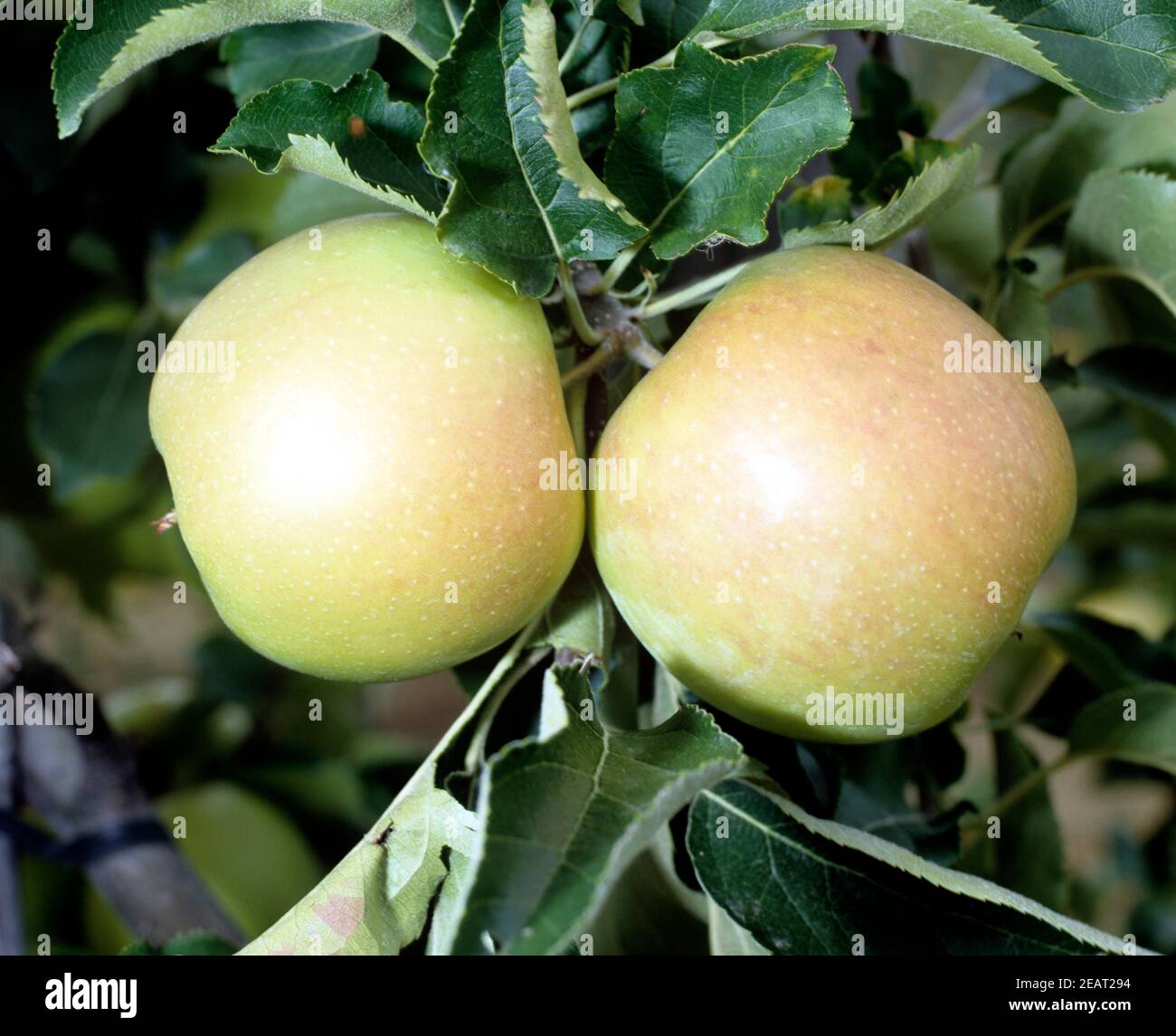 Jonagold apple variety hi-res stock photography and images - Alamy