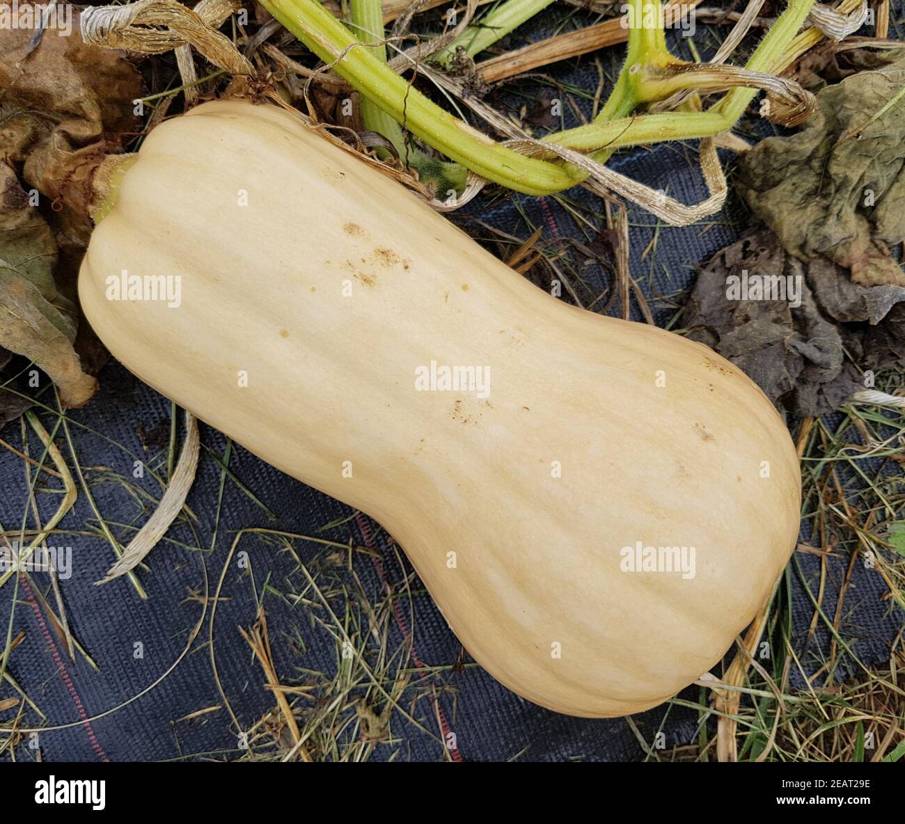 Butternut kuerbis hi-res stock photography and images - Alamy
