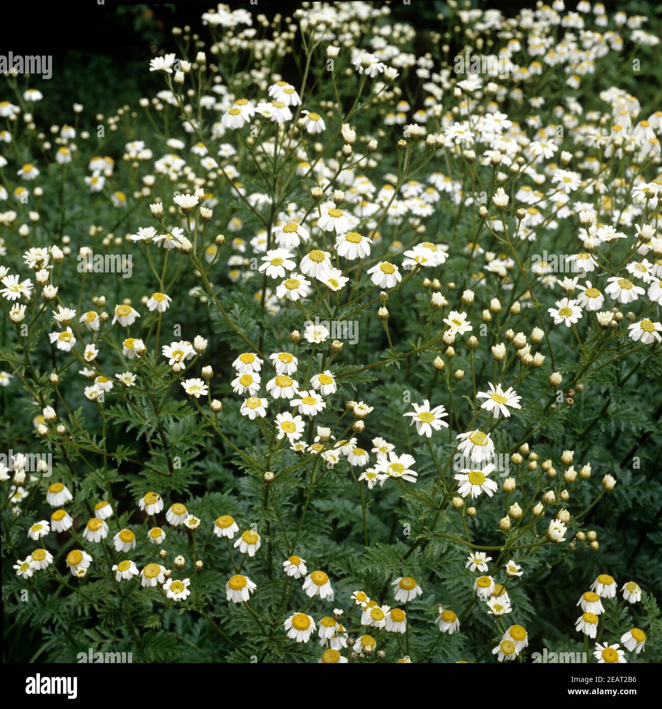 Ebenstraeussige Wucherblume  Tanacetum corymbosum Stock Photo