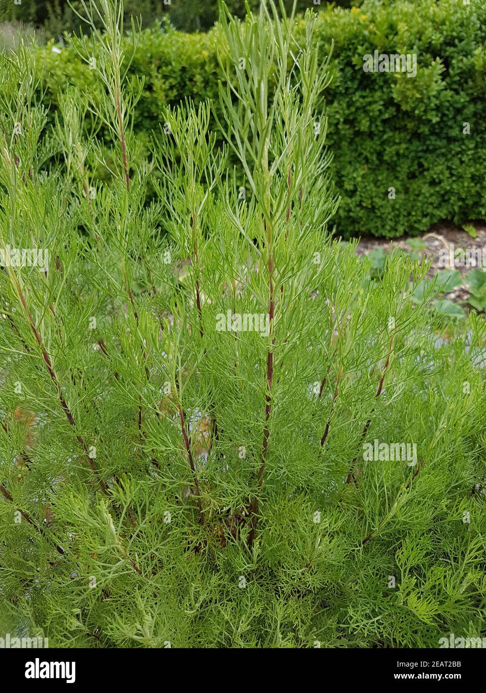 Eberraute  Artemisia, abrotanum  Duftkraut  Heilpflanze Stock Photo
