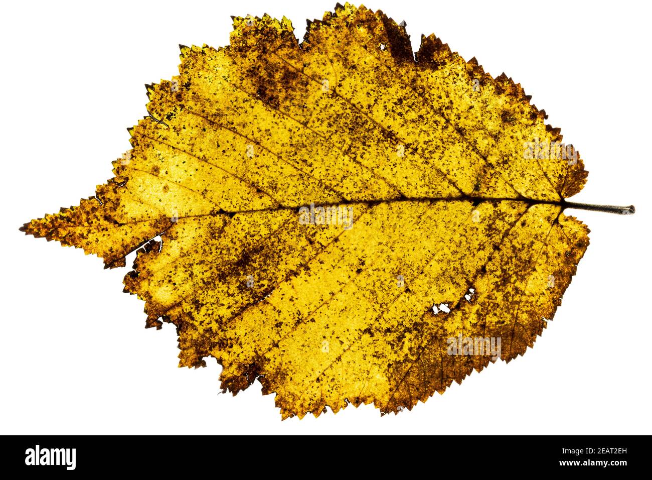 Decomposing leaf hi-res stock photography and images - Alamy