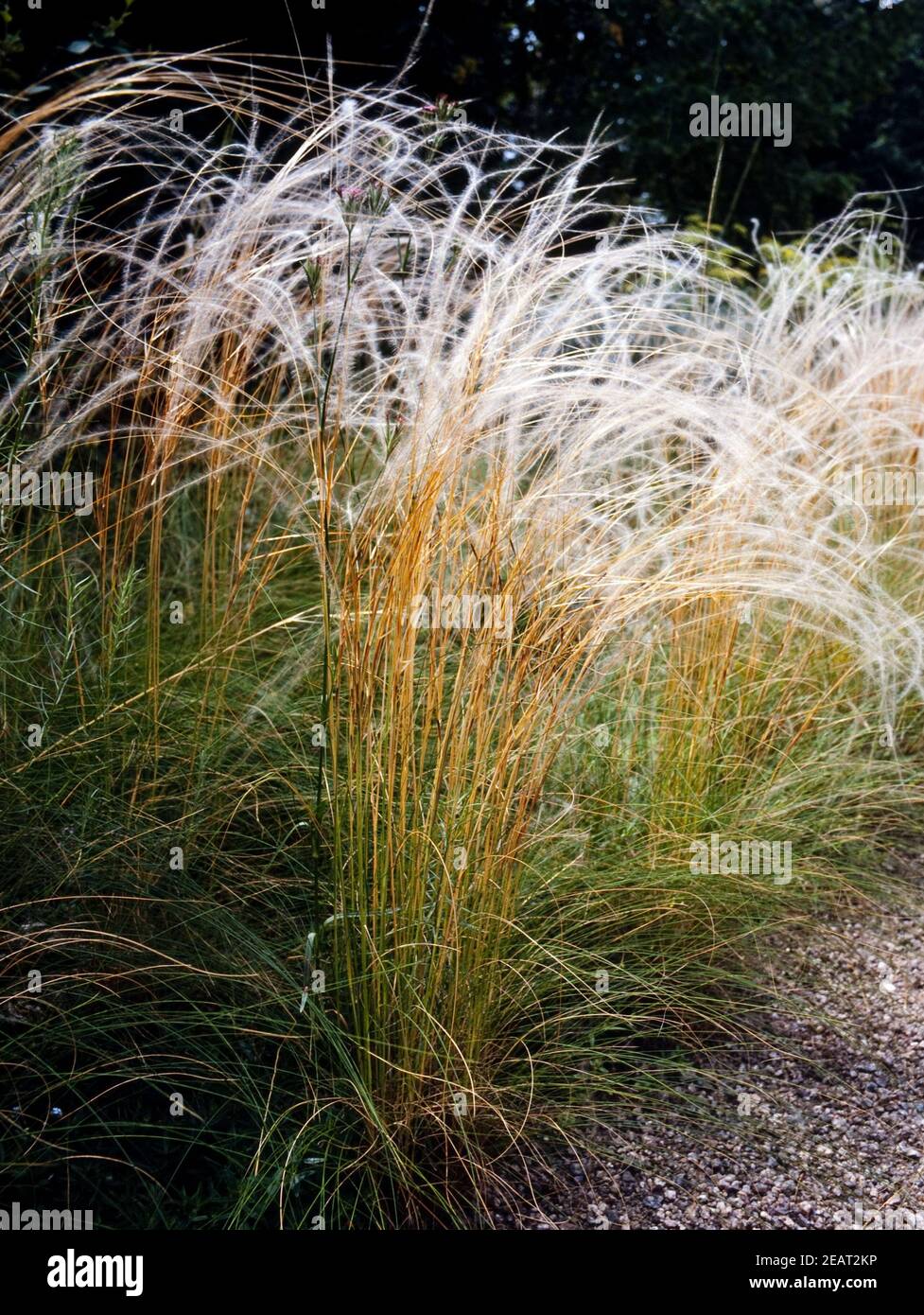 Echter Haarstrang, Peucedanum officinale Stock Photo